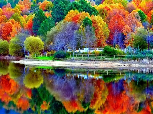 Abondance arbres