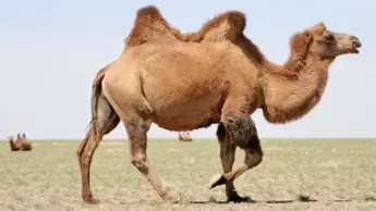 Animal totem chameau