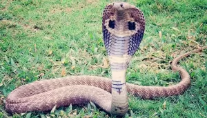 Animal totem le cobra