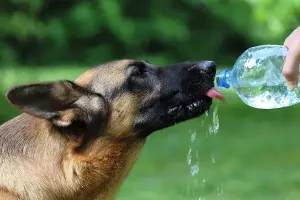 Animaux chaleur