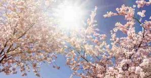 Arbre en fleurs