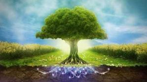 Arbre energie