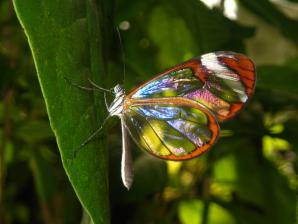 Beau papillon