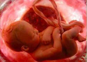 Bebe foetus