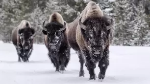 Bison totem animal