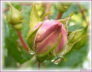 Bouton rose