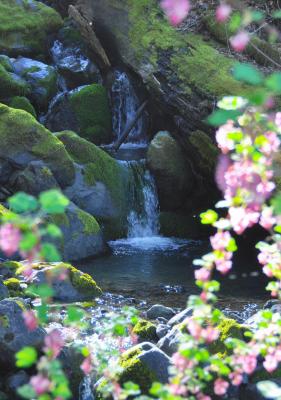 Cascade avec fleurs