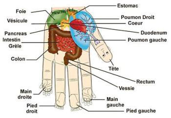 Chakras des paumes