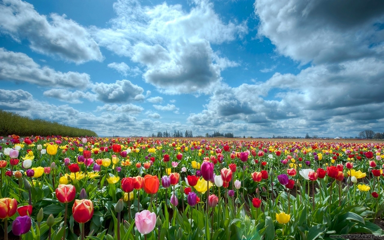 Champ de fleurs