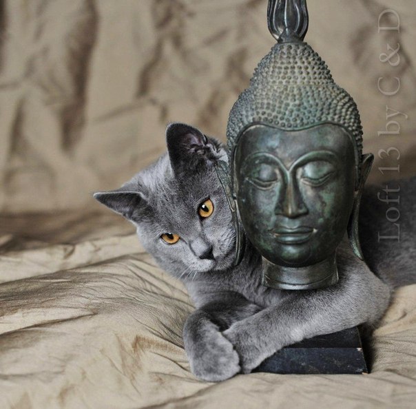 Chat bouddha