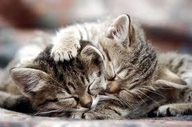 Chats tendresse