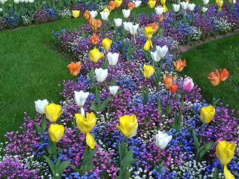 Chemin de fleurs