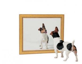 Chien miroir