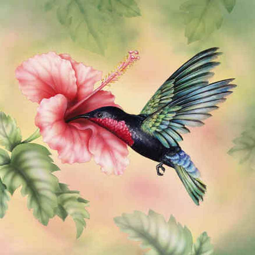 Colibri