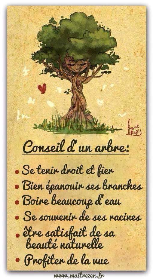 Conseil d un arbre