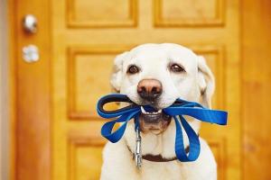 Conseils pour mieux promener son chien