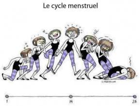 Cycle menstruel