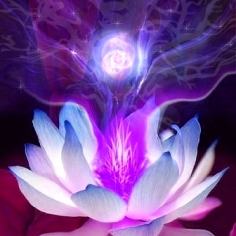 Flamme violette lotus