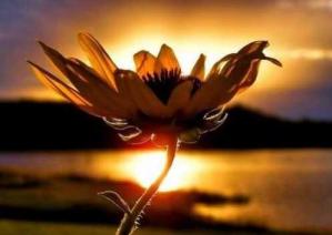 Fleur coucher soleil
