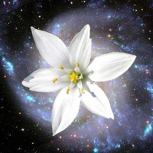 Fleur galaxie