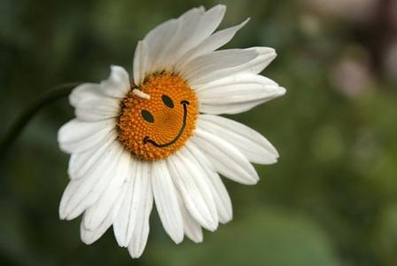 Fleur sourire