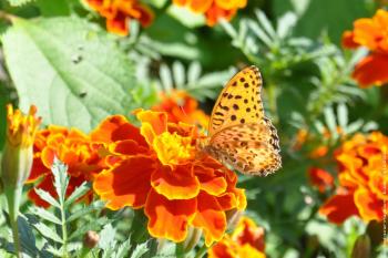 Fleurs et papillon