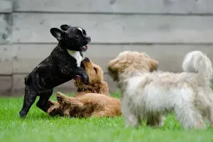 Garderie pour chien