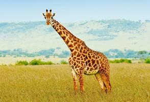 Giraffe animal totem 1