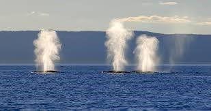 Message baleines