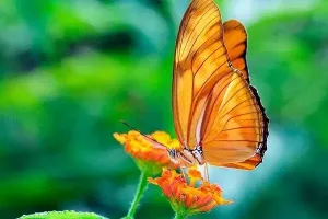 Metamorphose papillon canon