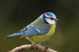 Oiseau mesange bleue