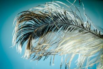 Ostrich feather