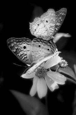 Papillons noir et blanc