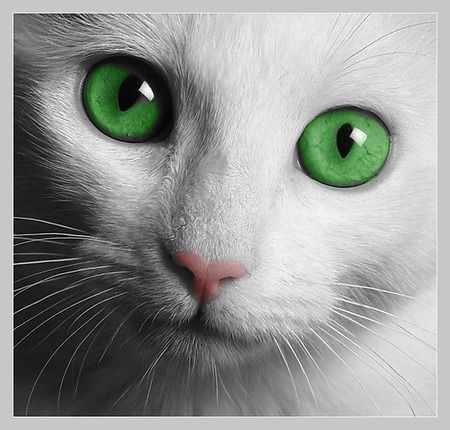 Petit chat yeux verts