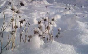 Presence neige