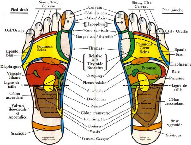 Reflexologie plantaire