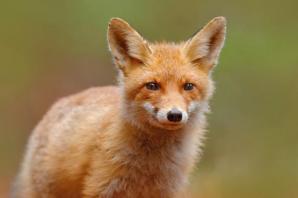 Renard animal totem 1