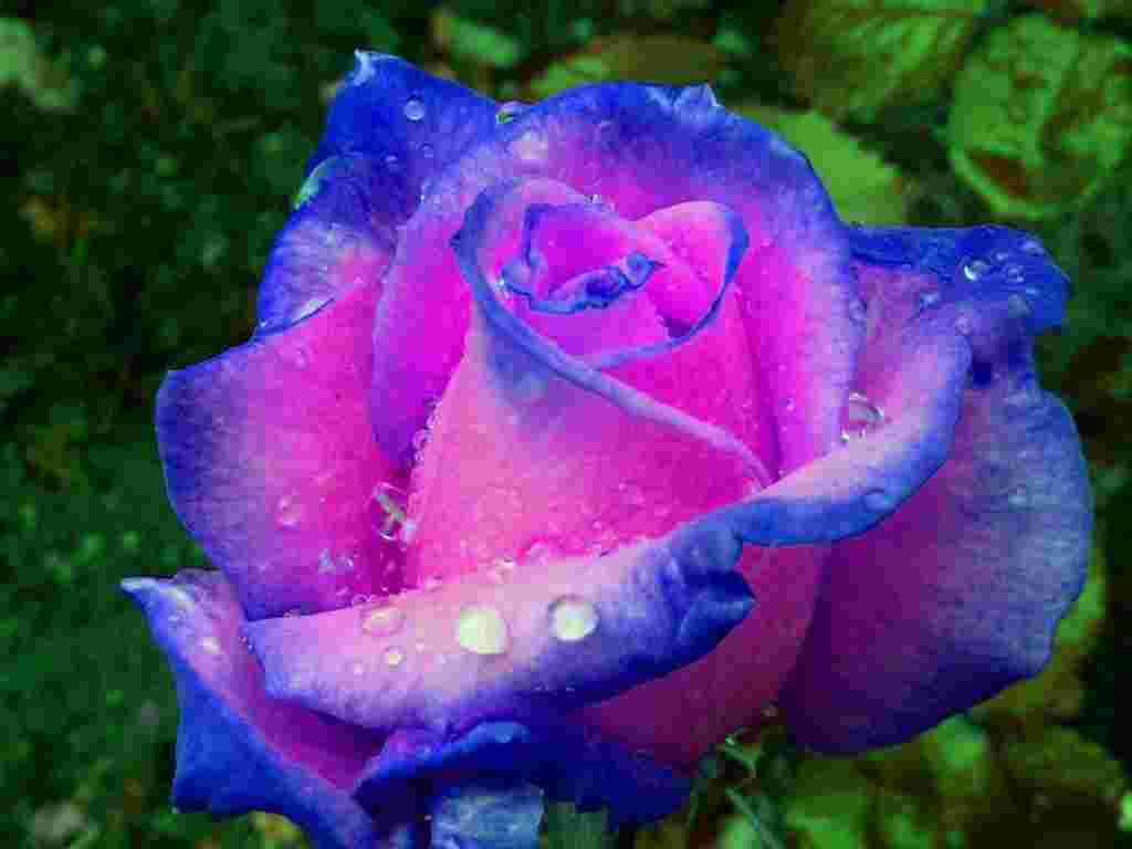 Rose bleu rose