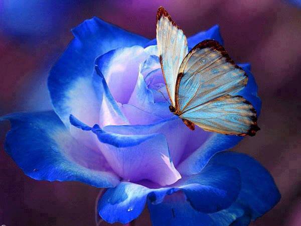 Rose bleue et papillon