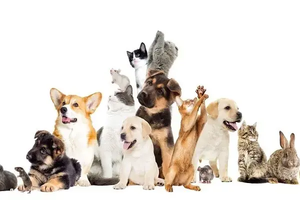 Soignenr animal compagnie