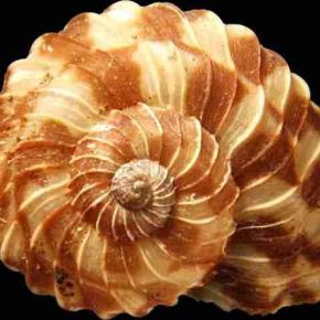 Spirale coquille