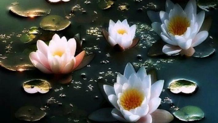 Spiritual lotus garden