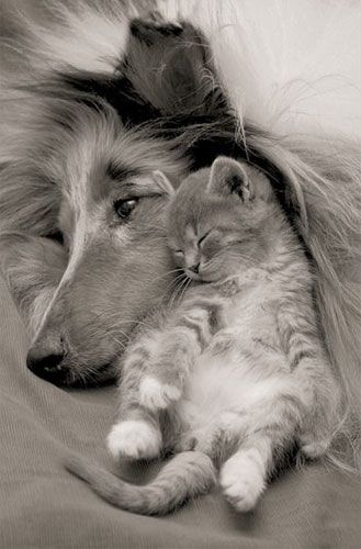 Tendresse chien chat