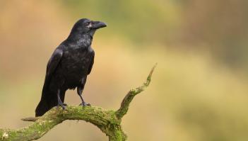 Totem corbeau