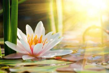 Zen lotus